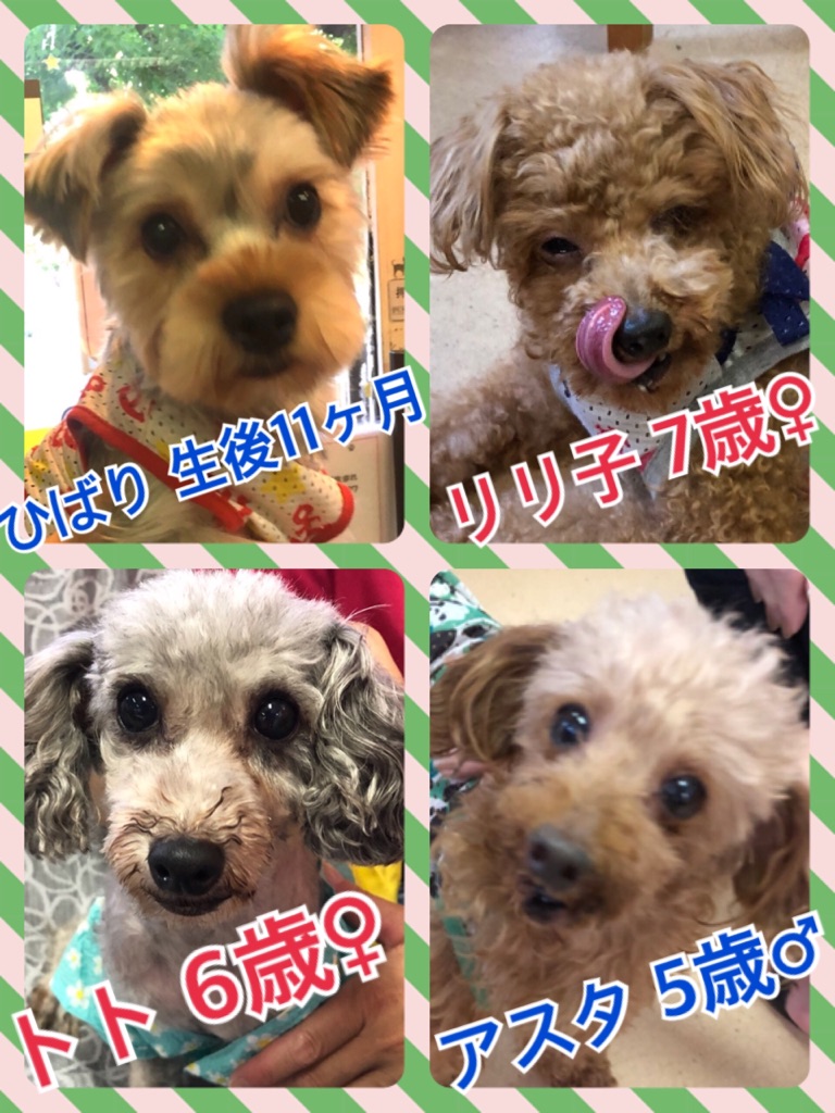 🐾今日の里親様募集中ワンコ🐶メンバーです🐾2018,7,28